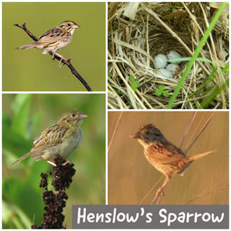 Henslow's Sparrow